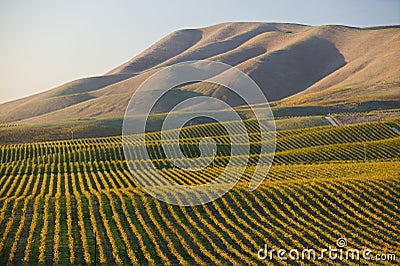 Vineyard in Santa Maria California Stock Photo
