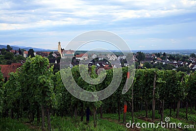 Vineyard in Schwarzwald Stock Photo