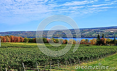 Vineyard on Seneca Lake, New York Stock Photo