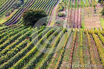 Vineyard Serenity with Graceful Tree Stock Photo