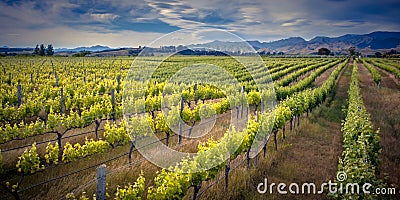 Vineyard Marlborough area new zealand Stock Photo