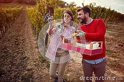 Vineyard. Smiling couple harvesters grape in vineyard Stock Photo