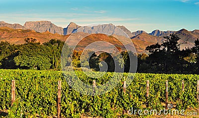 Vineyard in South African Western Cape Stock Photo