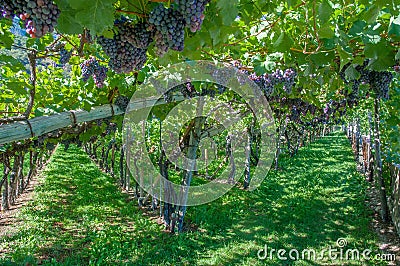 Vineyard,south Tyrolean Wine Route,Merano,Italy Stock Photo