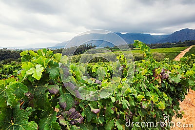 Vineyard - Stellenbosch, Western Cape, South Africa Stock Photo