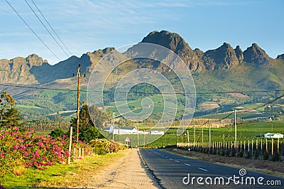 Vineyard at Stellenbosch winery with mountains Stock Photo