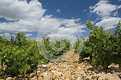 Vineyard, stone. Stock Photo