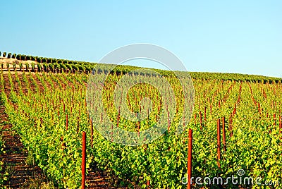 A vineyard stretches to the horizon Stock Photo