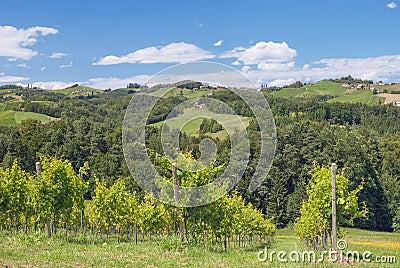 Vineyard,styrian Tuscany,Austria Stock Photo