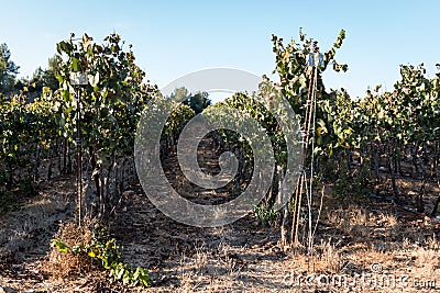 Vineyard on a sunny day Stock Photo