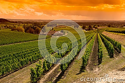 Vineyard Sunrise, Saint Emilion, Bordeaux Wineyards Stock Photo