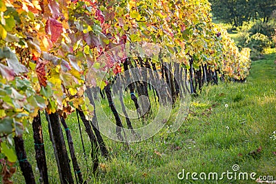 Vineyard sunset Stock Photo