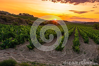 Vineyard at sunset, La Rioja, Spain Stock Photo