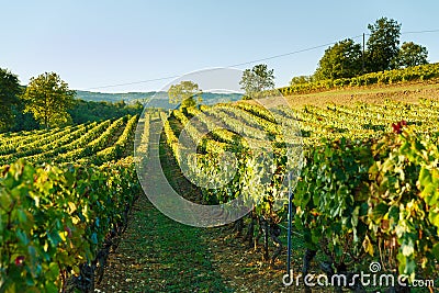 Vineyard in the sunset sunshine in France Stock Photo
