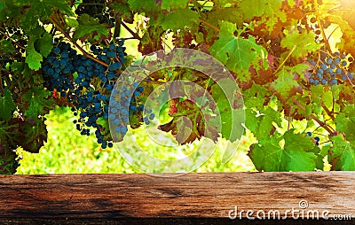 Vineyard tabletop design. Autumn design with vineyard and empty old wooden table. Autumn grapes harvest. Concept Wine background Stock Photo