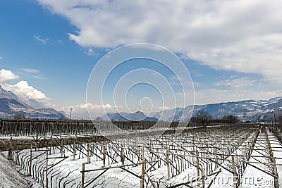 Vineyard in Tyrol in winter Stock Photo