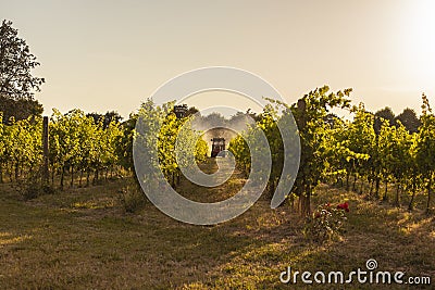 Vineyard tractor insecticide treatment Stock Photo