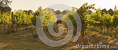 Vineyard tractor insecticide treatment Stock Photo