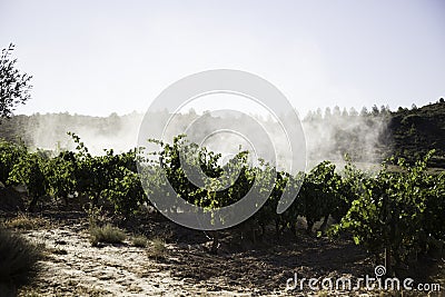 Vineyard tractor sprayer, c Stock Photo