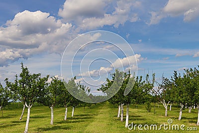 Vineyard and trees in a row, country side of Serbia Stock Photo