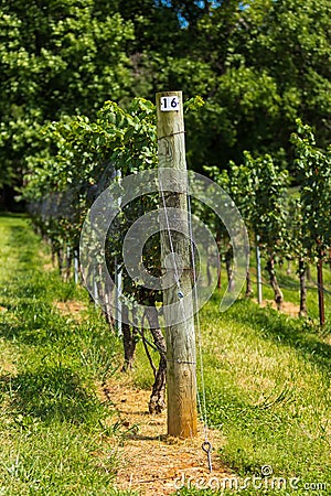 Vineyard Trellis and Grape Vine Stock Photo