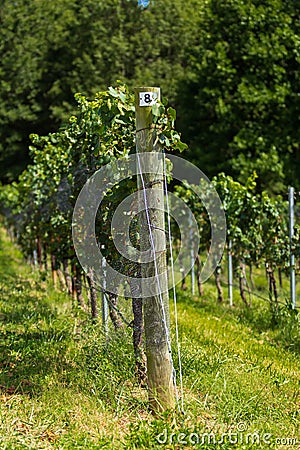 Vineyard Trellis and Grape Vine Stock Photo