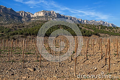 Vineyard Trellis in the Priorat Stock Photo