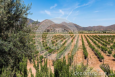 Vineyard in a Valley in Ensenada, Mexico Stock Photo