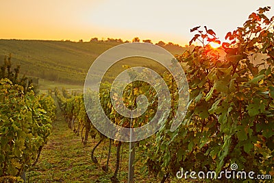 Vineyard valley at sunrise Stock Photo