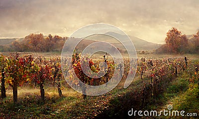 Vineyard vally in autumn landscape, digital illustration Stock Photo