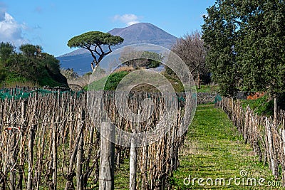 vineyard with vesuvius volcano background in pompeii archeological park Stock Photo