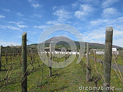 Vineyard with a view of Mount Vesuvius in Italy Stock Photo