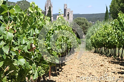 Vineyard at the village AiguÃ¨ze in Provence, France Stock Photo