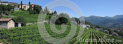 Vineyard at the village of Porza near Lugano Stock Photo