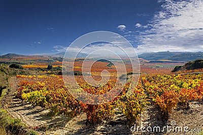 Vineyard Stock Photo