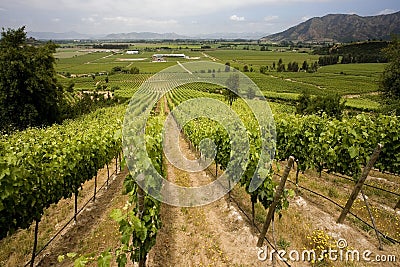 Vineyard - Wine Production - Chile Stock Photo