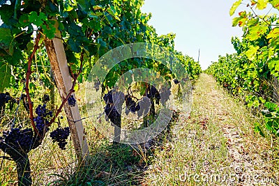Vineyard of wine Saint Emilion in Bordeaux France in sunny day Stock Photo