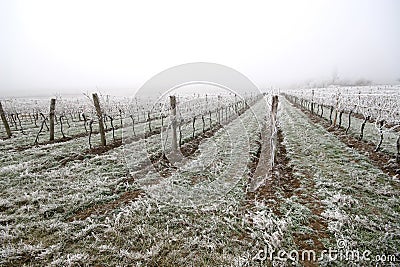 Vineyard at winter. Stock Photo