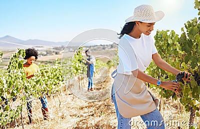 Vineyard worker pruning grapes on sustainability farm, fruit field and orchard for agriculture, wine and alcohol Stock Photo