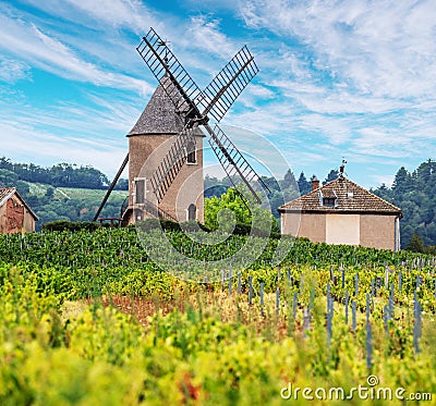 Vineyard or yard of vines and the eponymous windmill of famous french red wine at the background. Romaneche-Thorins, France Stock Photo