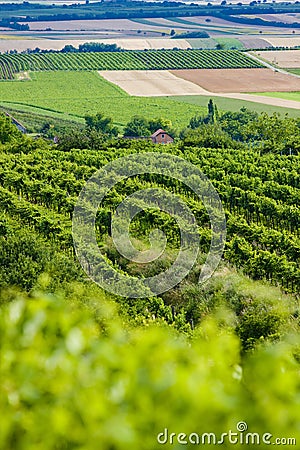 Vineyards Stock Photo