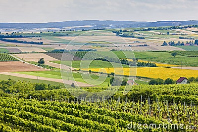 Vineyards Stock Photo