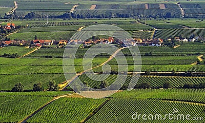 Vineyards Stock Photo