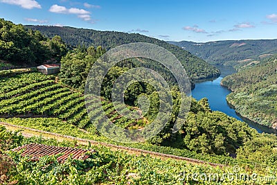 Vineyards along Minho River, Ribeira Sacra in Lugo province, Spain Stock Photo