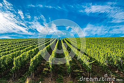 Vineyards along the Moselle river, Luxembourg Stock Photo