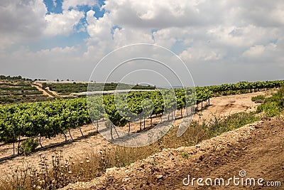 Vineyards along Way of the Patriarchs. Israel Stock Photo