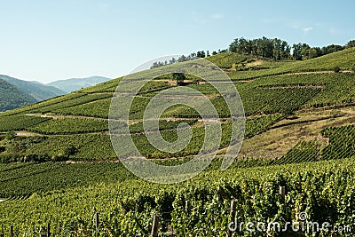 Vineyards in Alsace Stock Photo