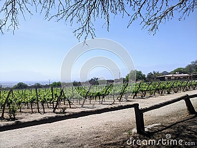 Vineyards Amidst Andean Majesty: Cafayate's Wine Country Stock Photo