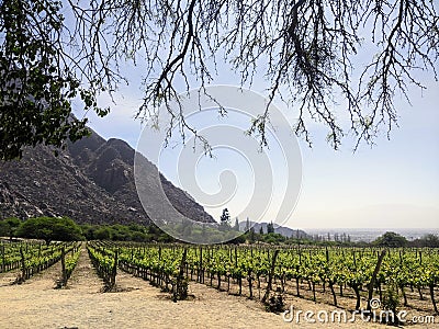 Vineyards Amidst Andean Majesty: Cafayate's Wine Country Stock Photo