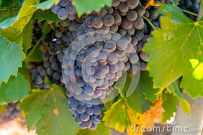 Vineyards of AOC Luberon mountains near Apt with old grapes trunks growing on red clay soil, red or rose wine grape Stock Photo